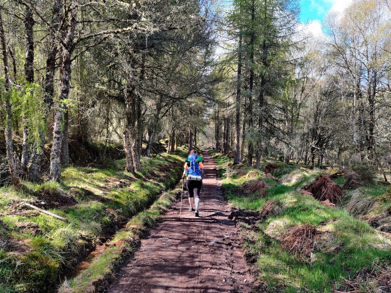 Forests above Inverness