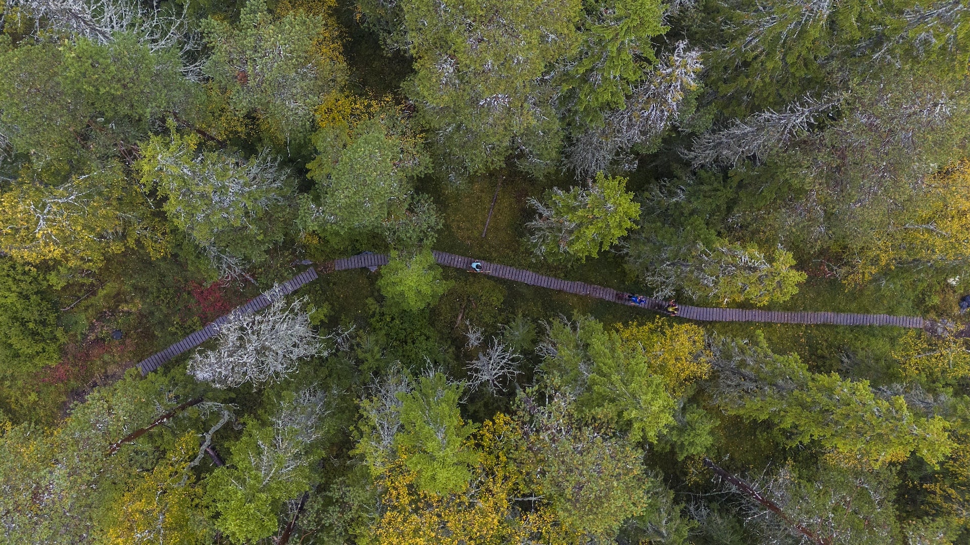 Drone view looking down on forest, wooden path and few runners.